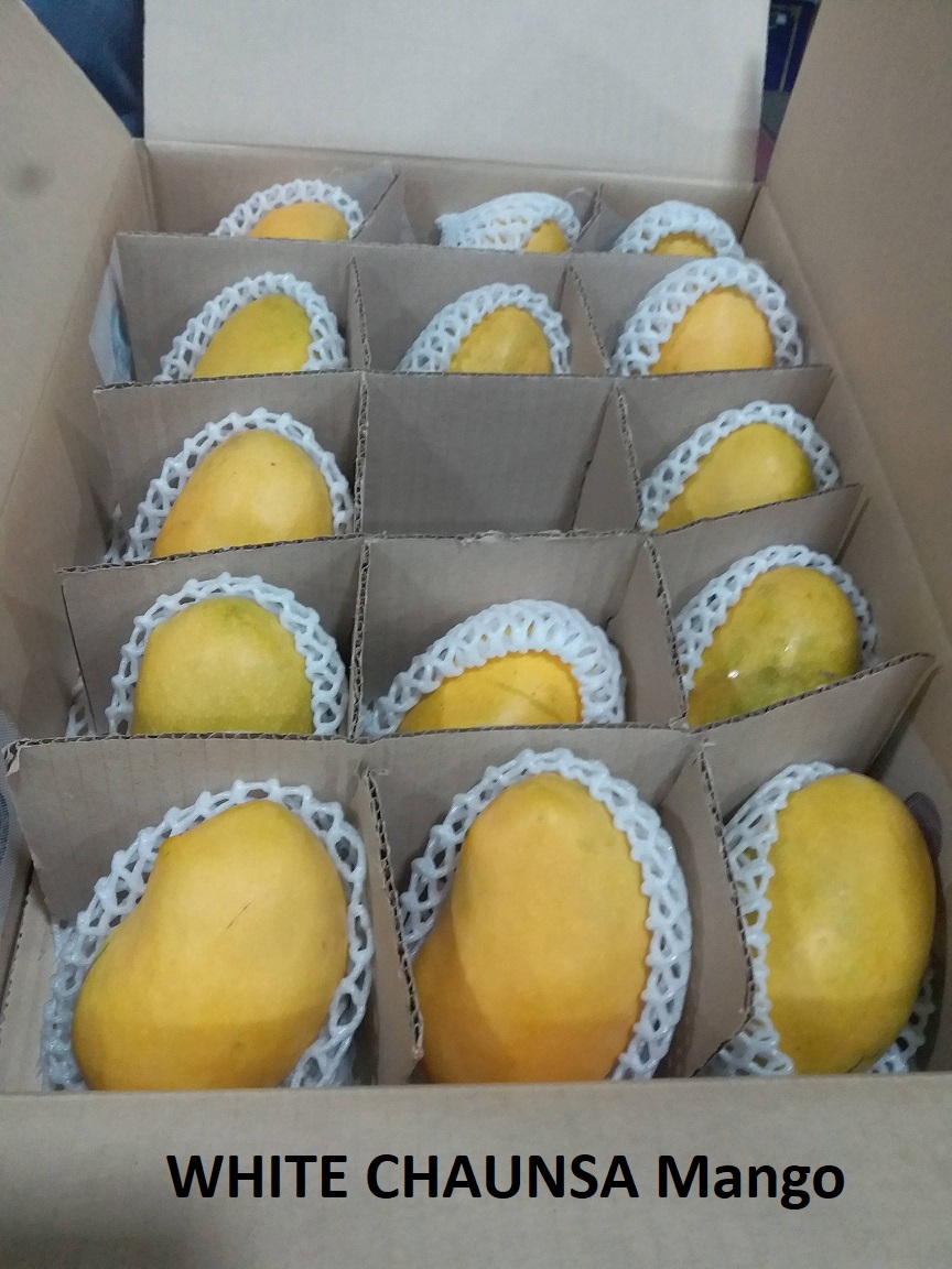 Mango (28).jpeg
