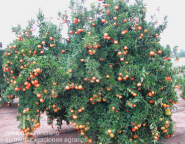 clementina-marisol-arbol.png