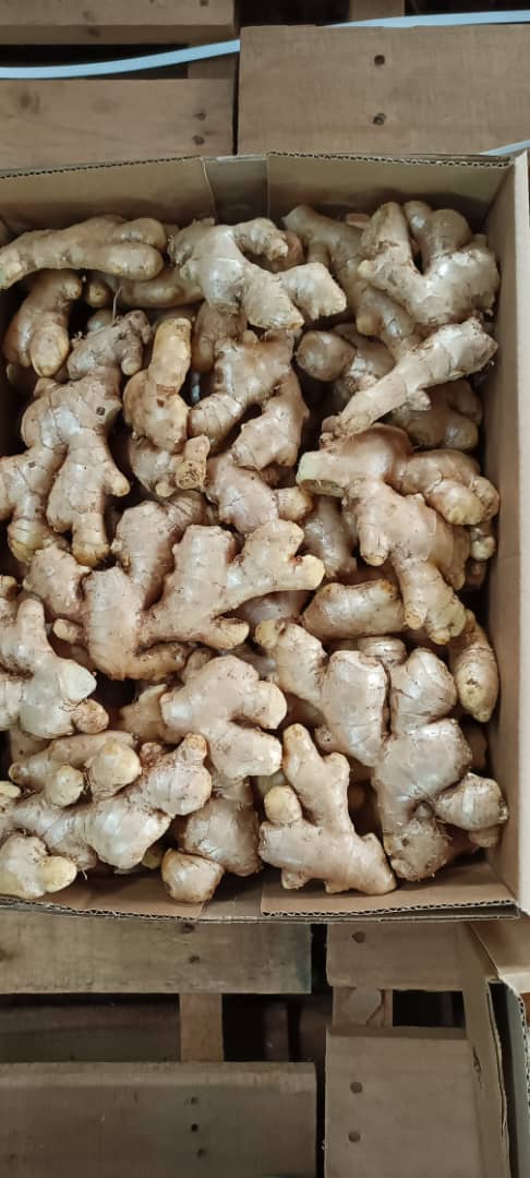 gingembre_jona_ouganda#kodra-export.JPG