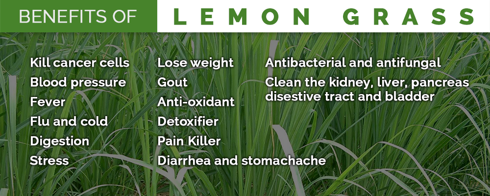 Lemon-grass.png