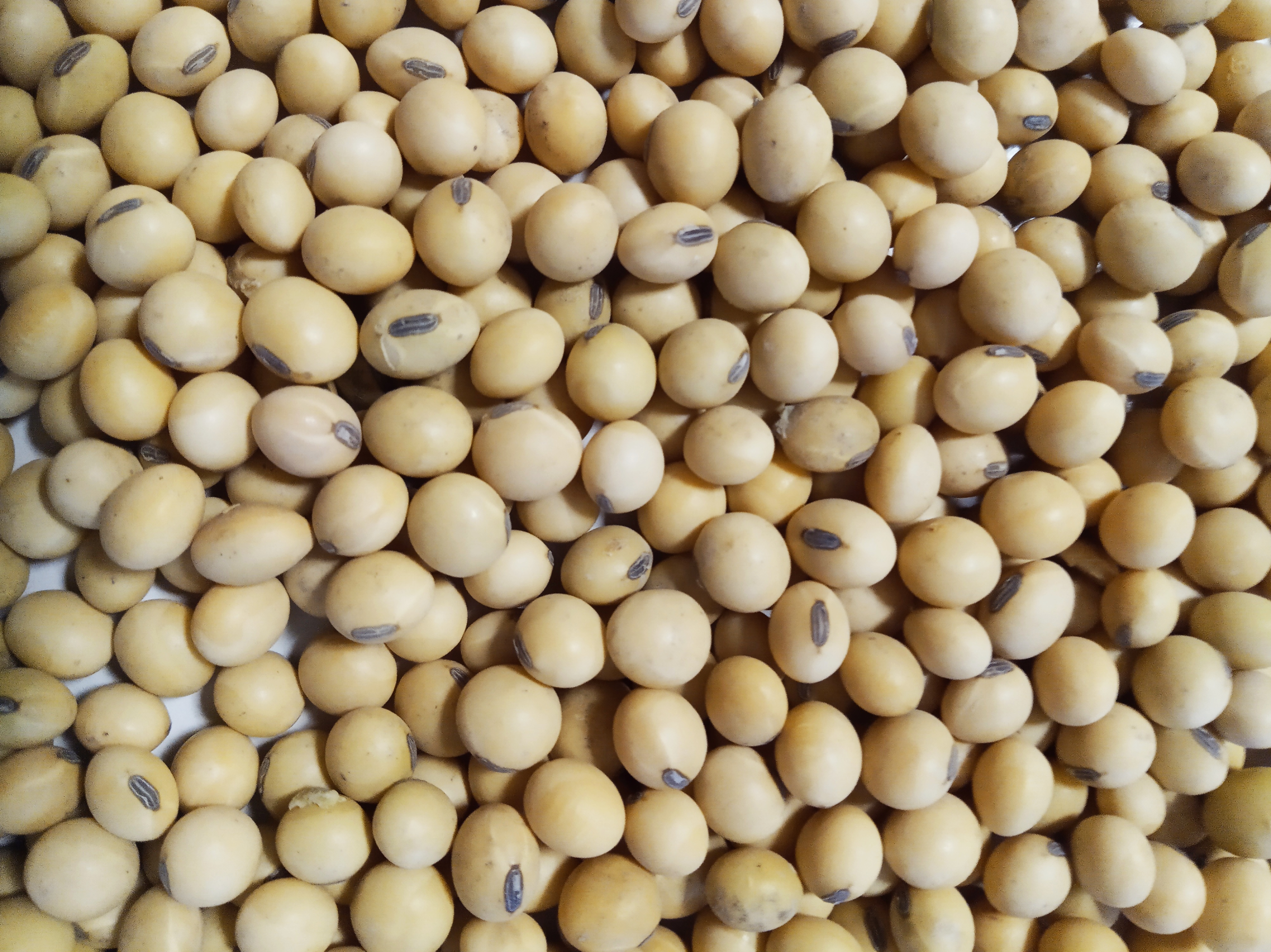 soybean 1.jpg