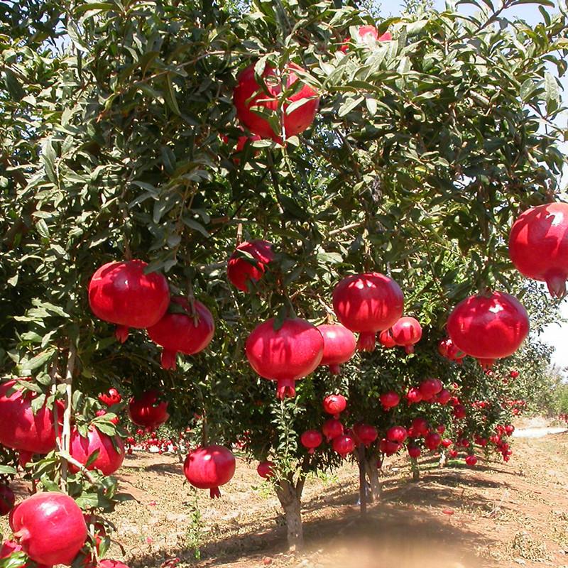 Frsh Pomegranate (Bhagwa) Exporter from India - A-1 Overseas-a.jpg