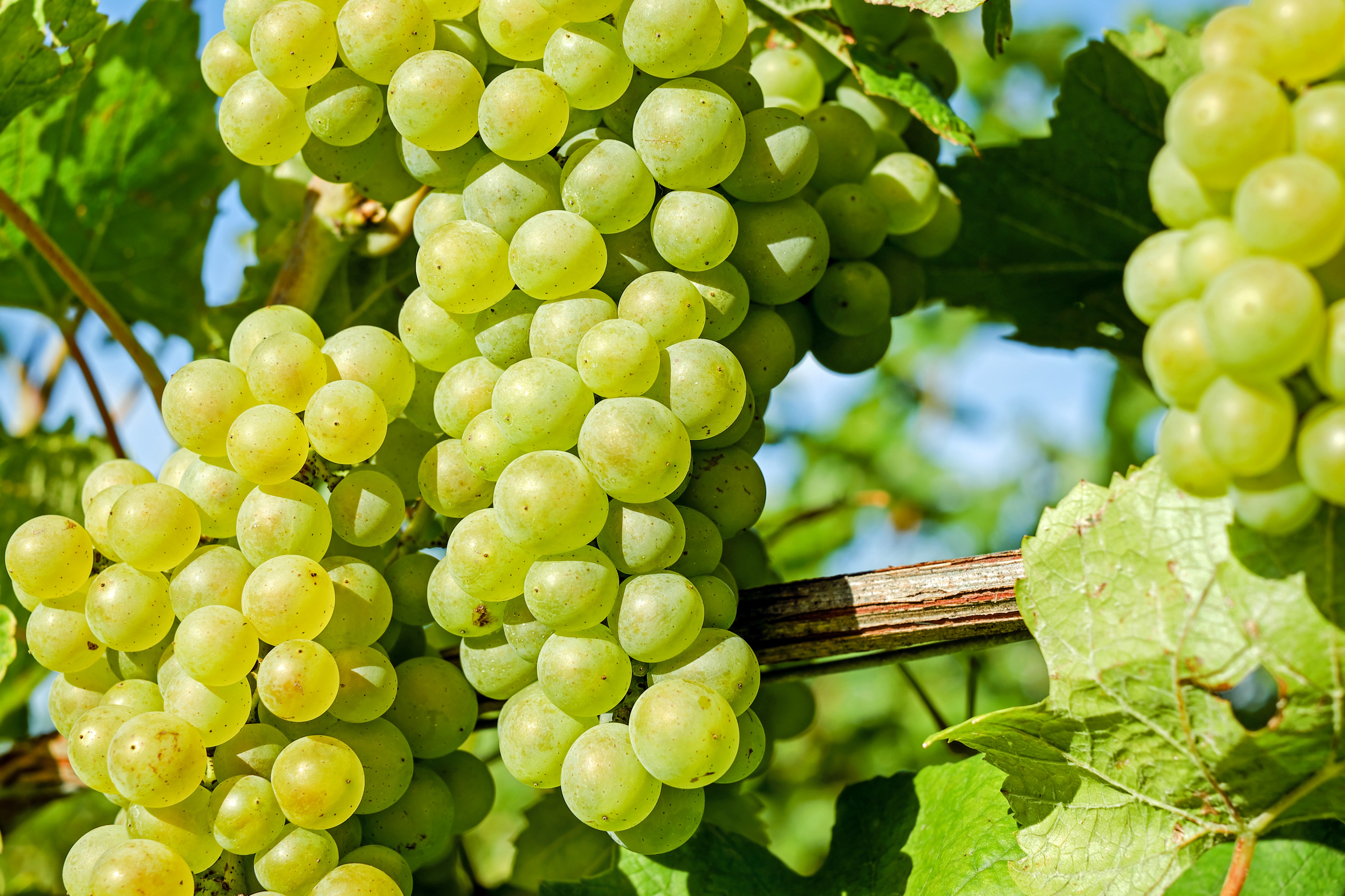 grapes-2659832.jpg
