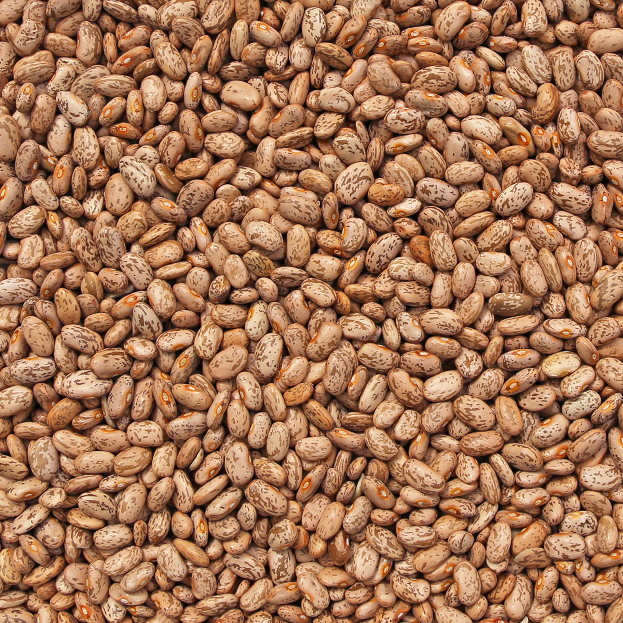 pinto_b__82050.jpg