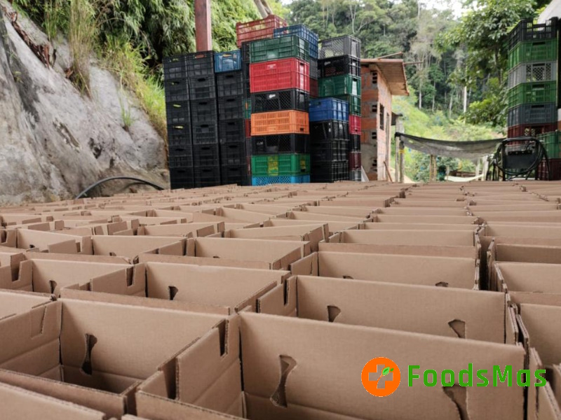 4-Sorting-and-Processing-FoodsMas-Fresh-Soursop-Colombia.jpg