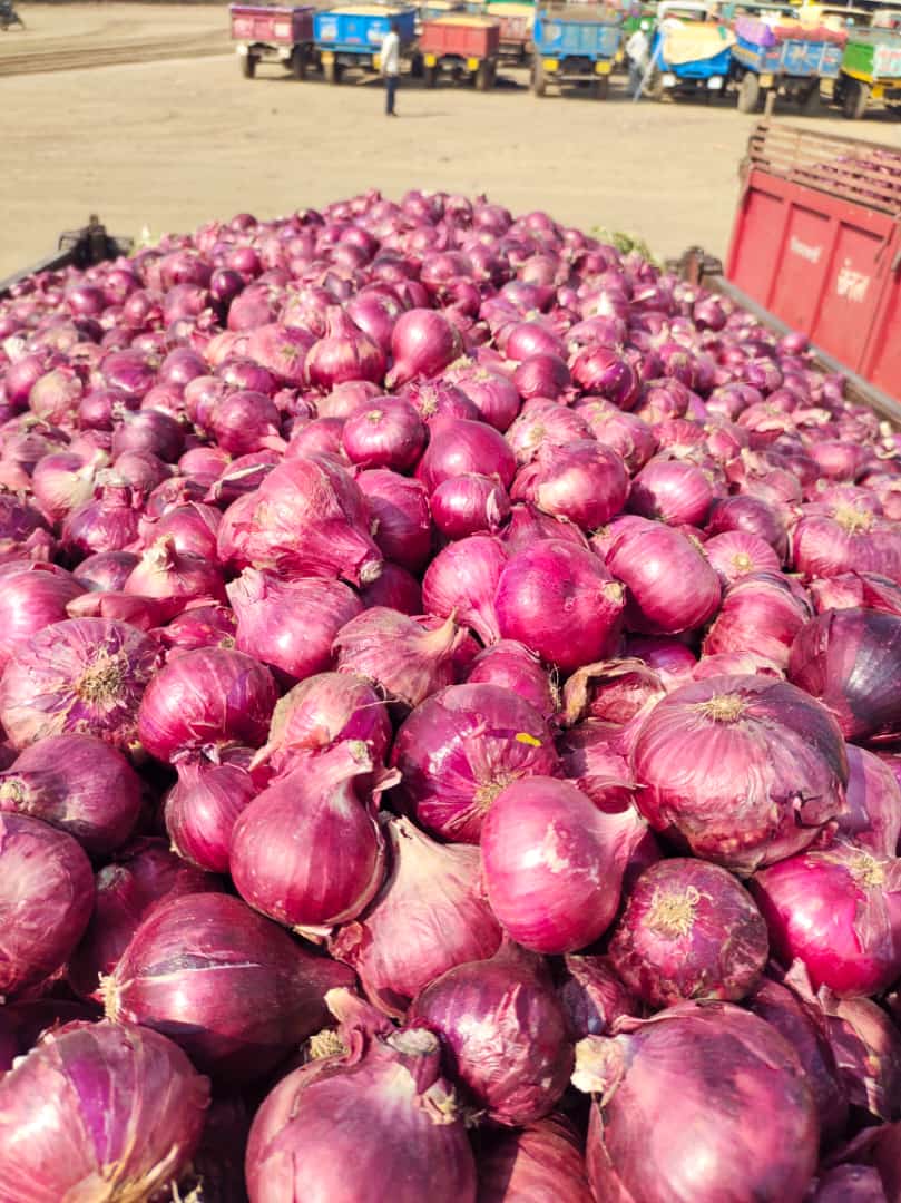 ONIONS NEW CROP .jpeg