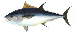 bluefin-tuna-small.jpg
