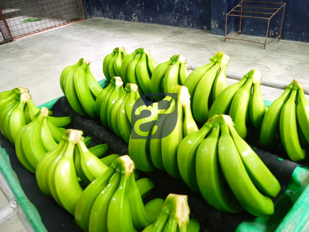 Bananas #9 - Standard & Partners.jpg