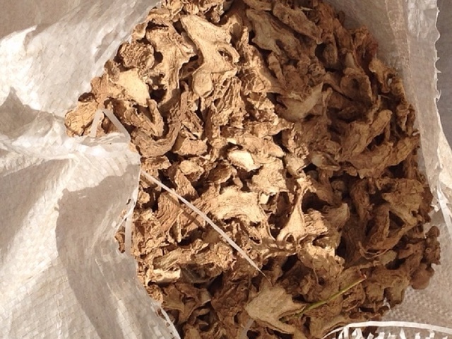 ginger1_1_orig.jpg