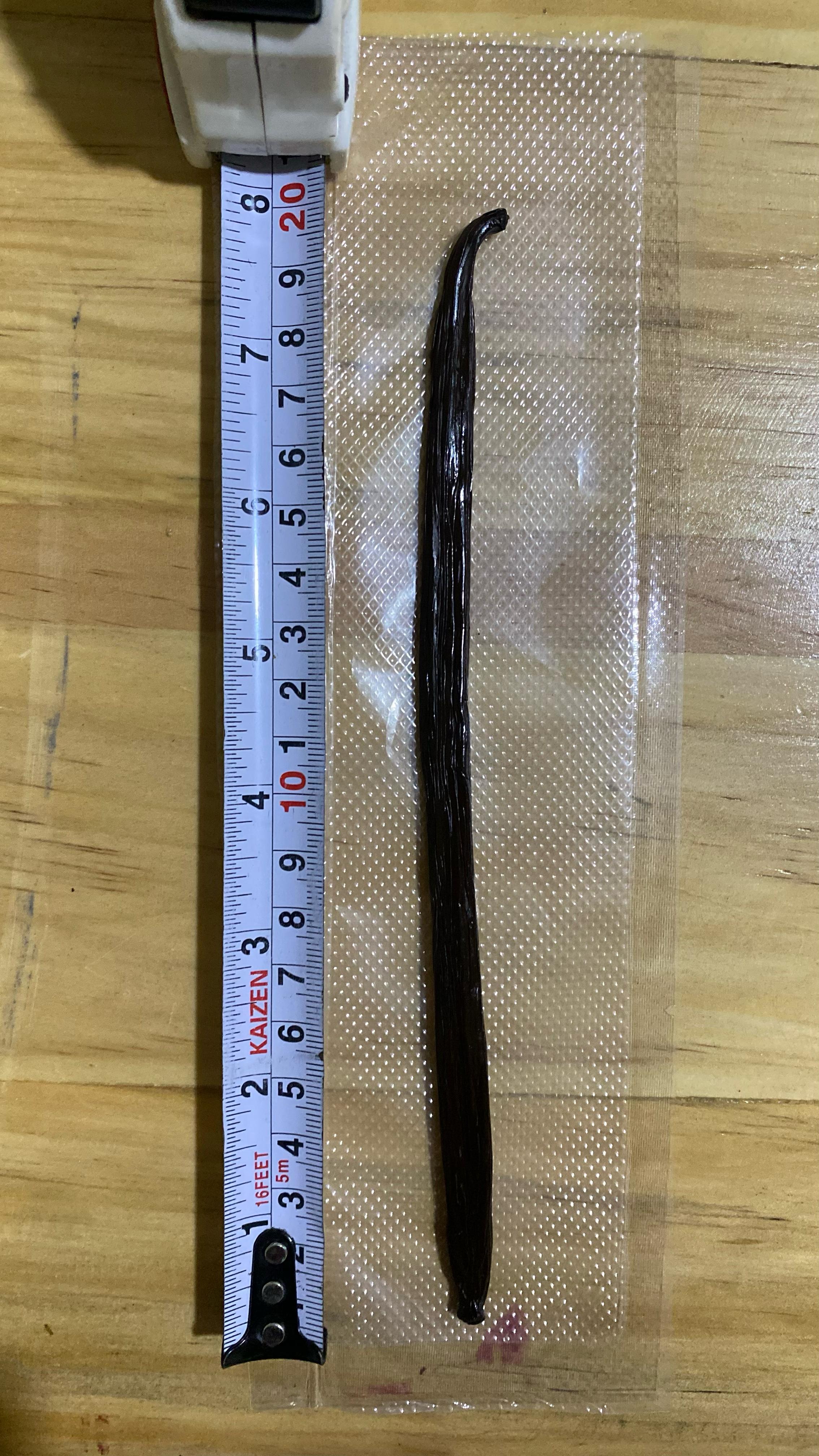 Panjnag Vanilla Tahitian Gourmet 16cm.jpg.jpg