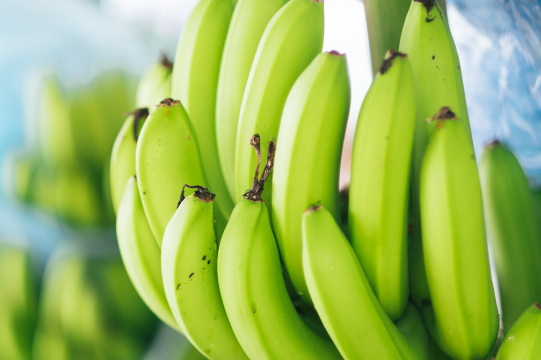banano_gallery_4.jpg