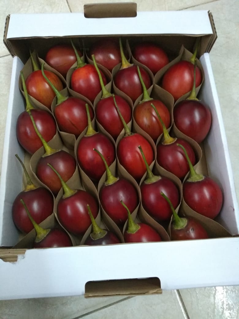 TAMARILLO2.jpeg