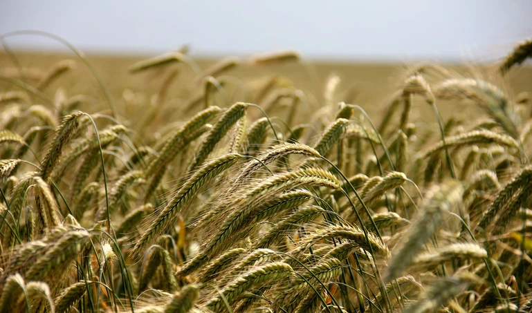 Żyto pole 2.png