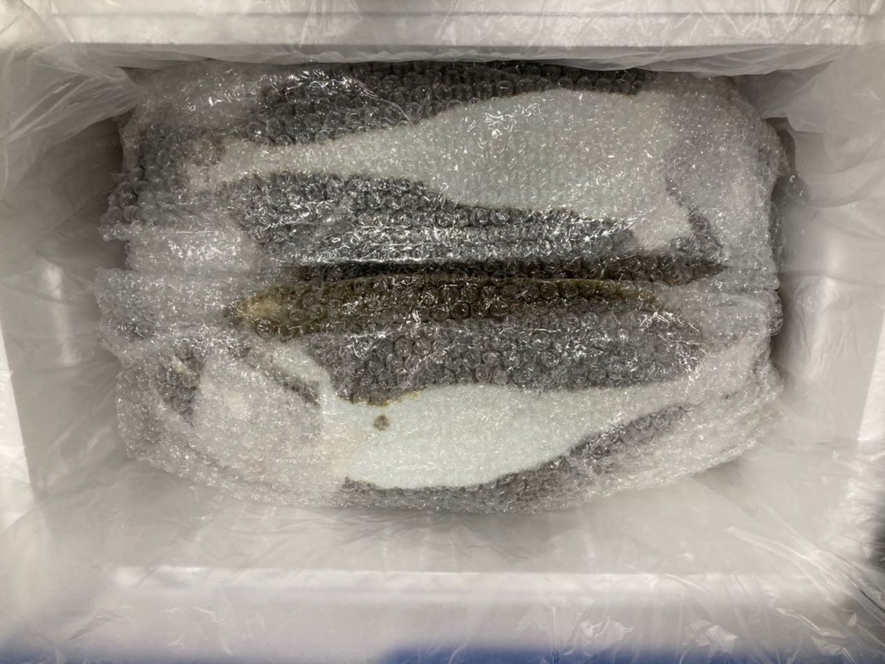 Olive flounder_Hirame (Fresh).png