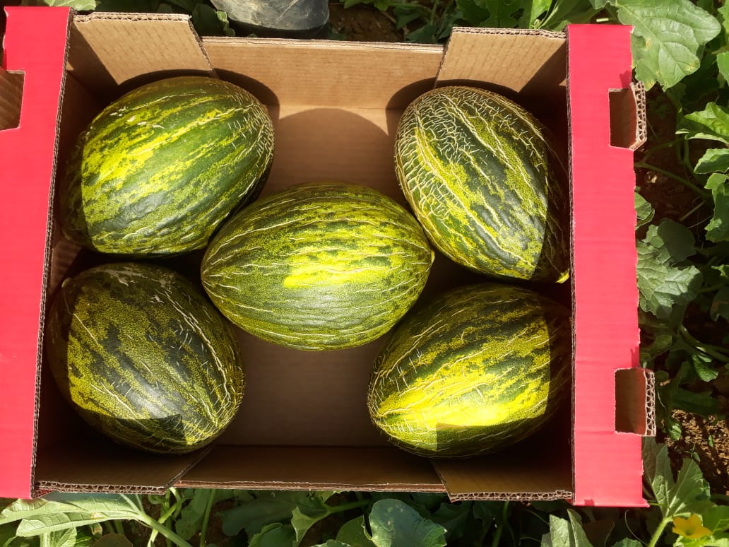 St Claus Melon 5.jpeg