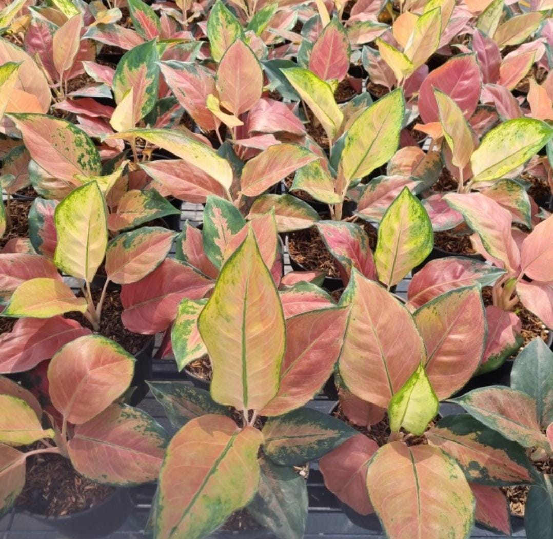 WhatsApp Image 2023-12-02 at 23.03.31.jpeg