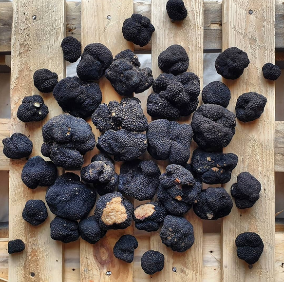 Tartufo estivo.png