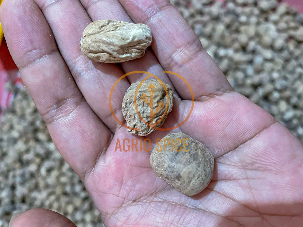 Nutmeg SS.jpg