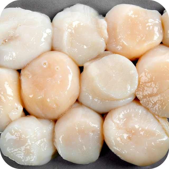 scallops 2_640x640.png