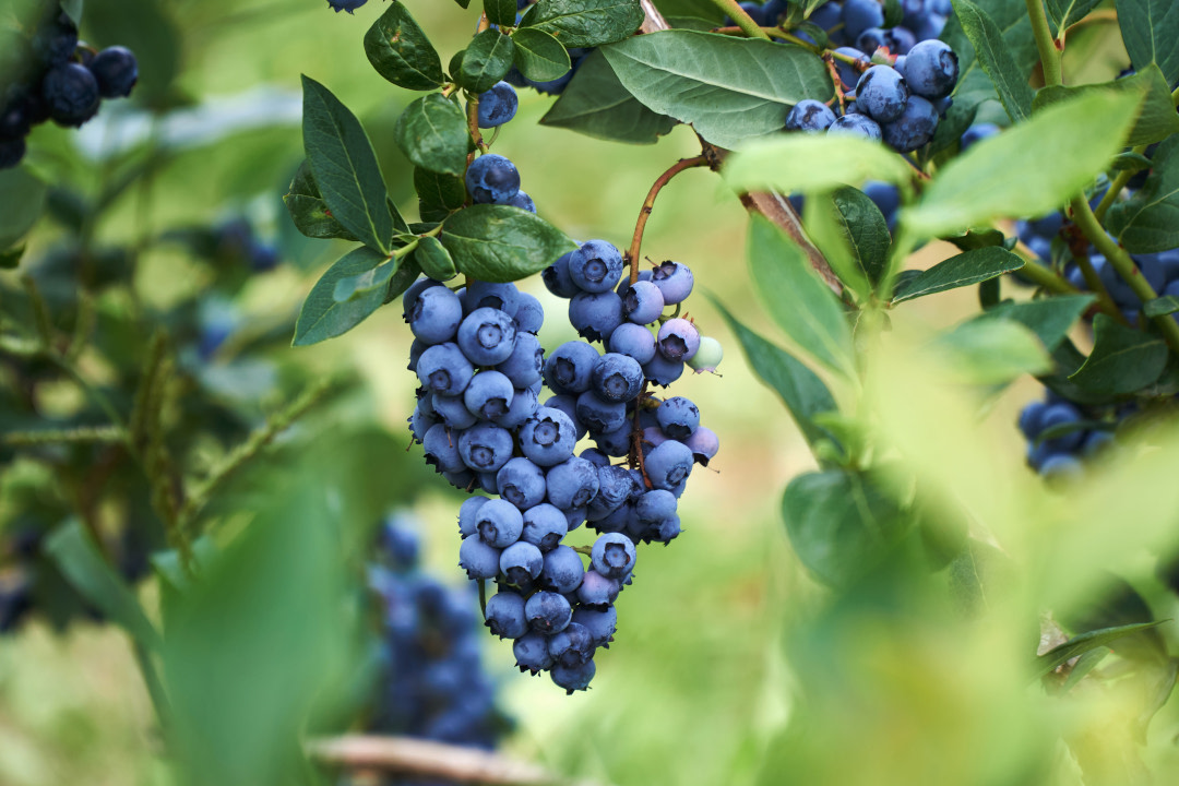 blueberry.jpg