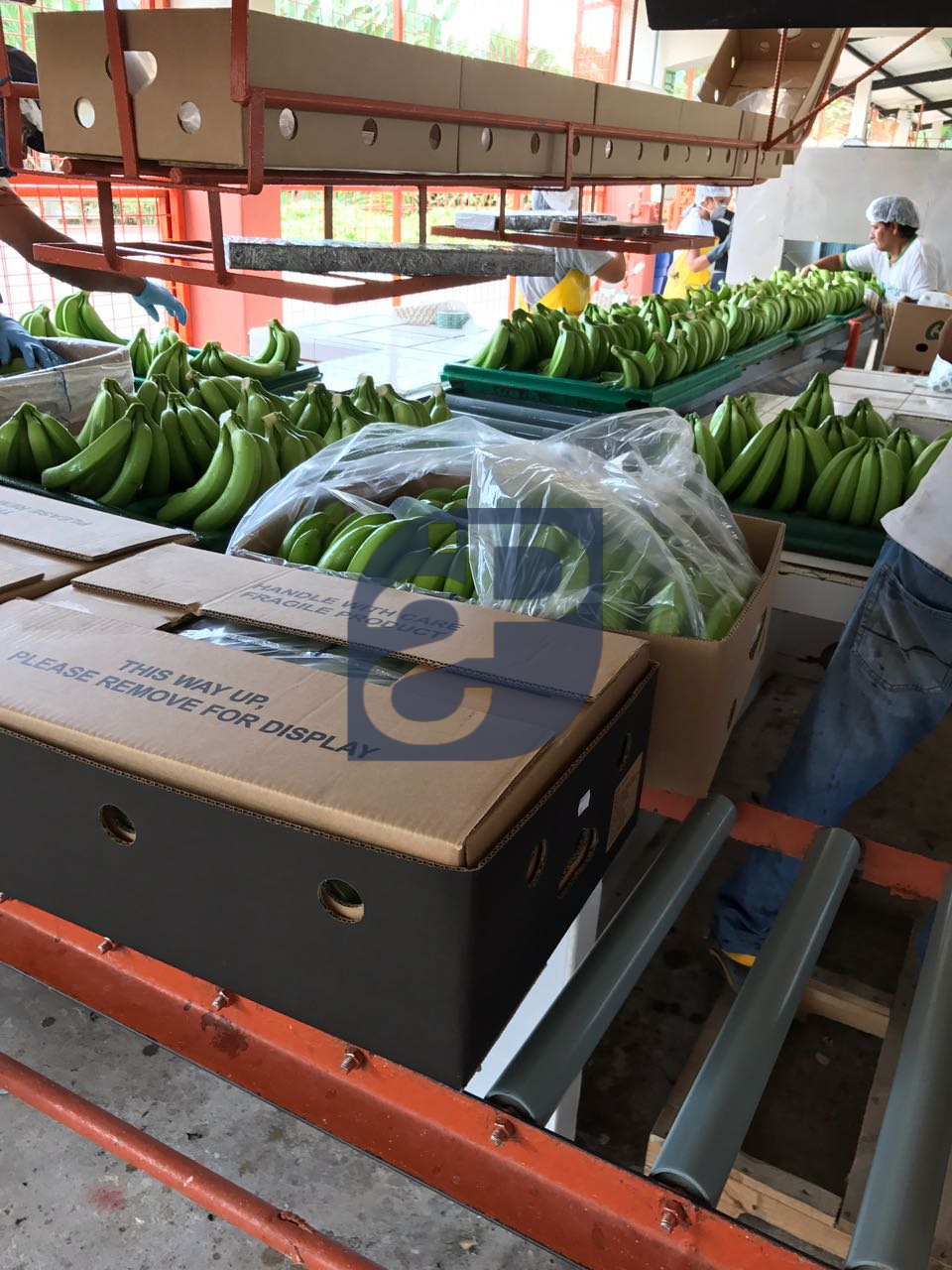 Bananas #22 - Standard & Partners.jpg