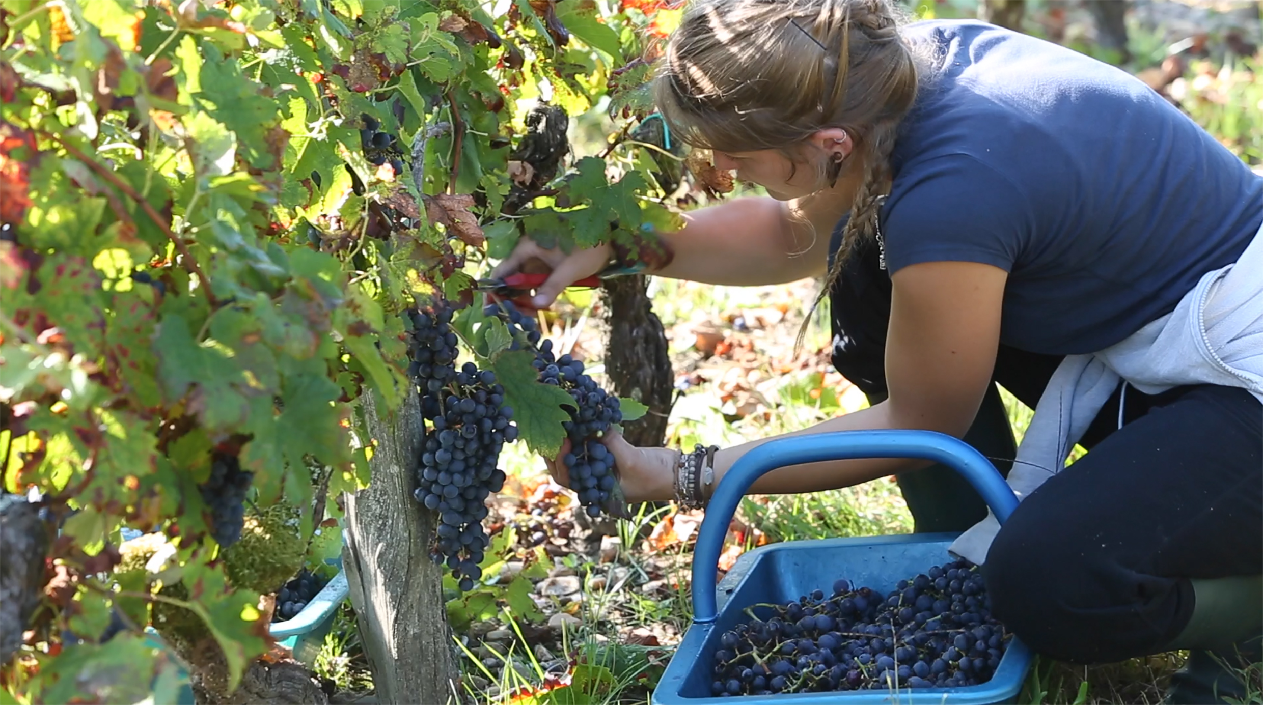 Handharvest ChâtMoutinGravesRed.jpg