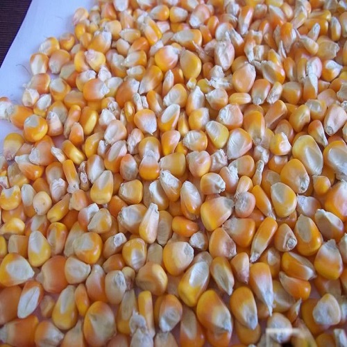 yellow-corn-seeds-1549456433-4700199.jpeg