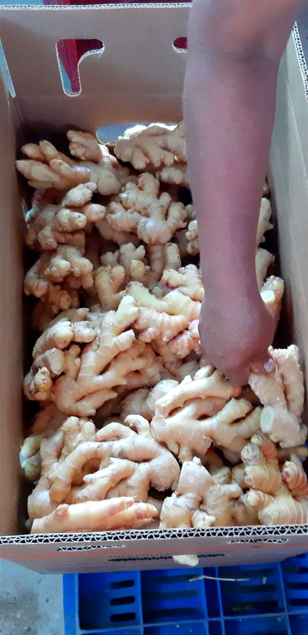 Peruvian Fresh Products - Ginger 5.jpg