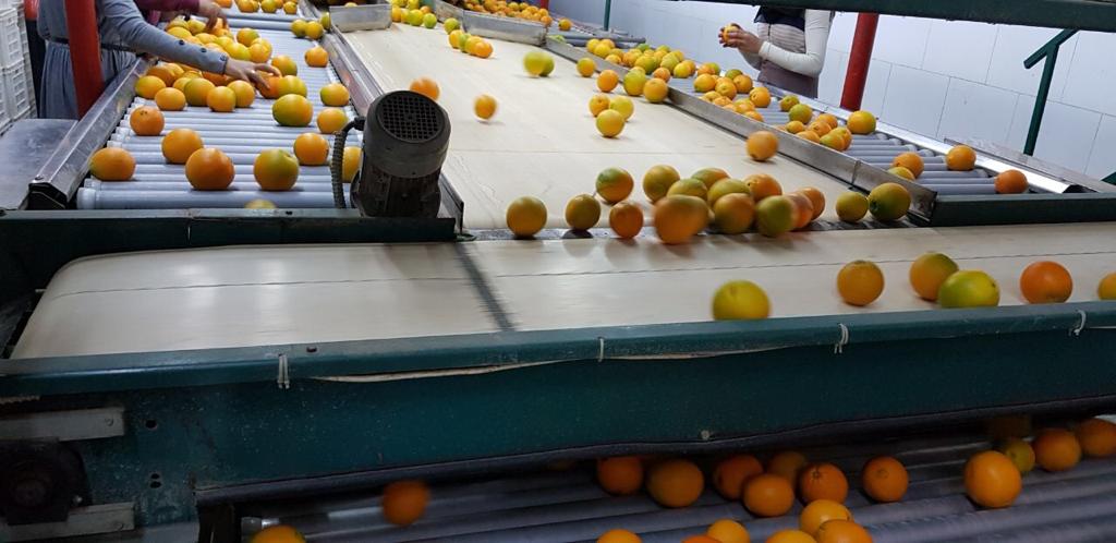 sorting machine orange.jpg