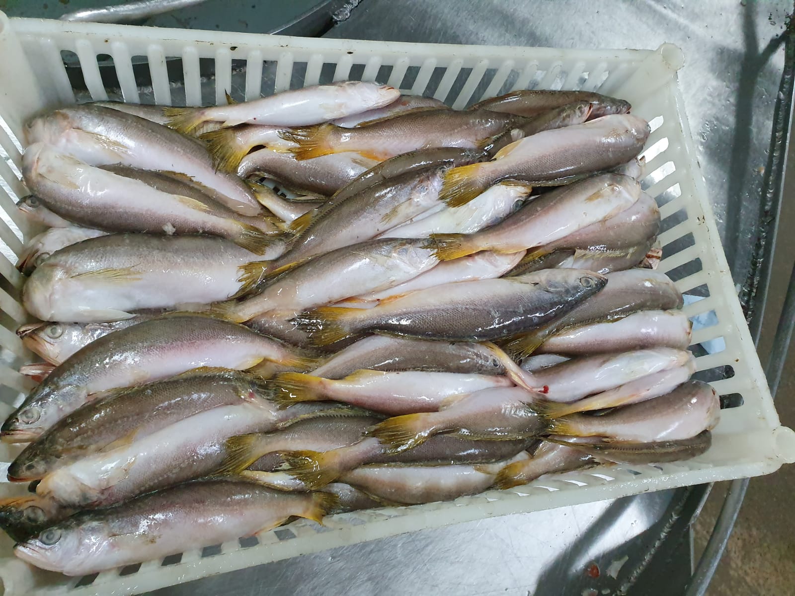 KINGWEAKFISH_14.jpg