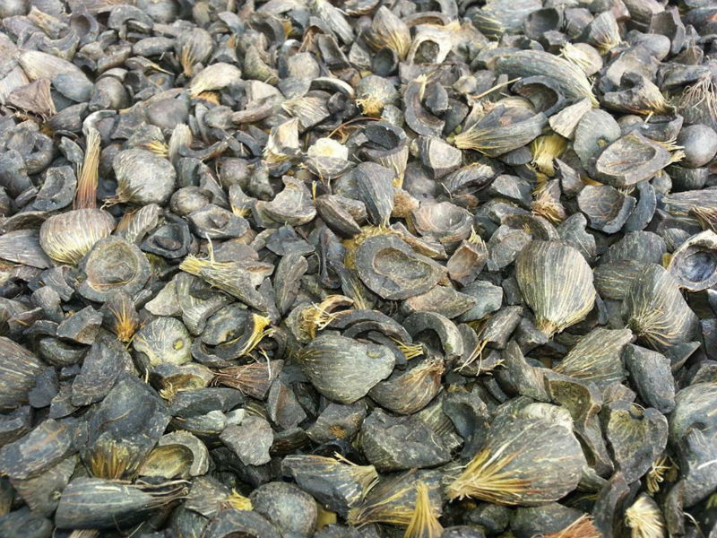 Palm kernel shells.jpg
