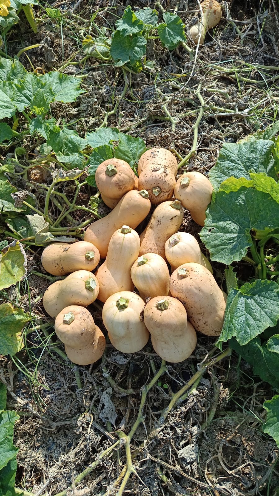 WhatsApp Image 2025-01-29 at 14.28.37.jpeg