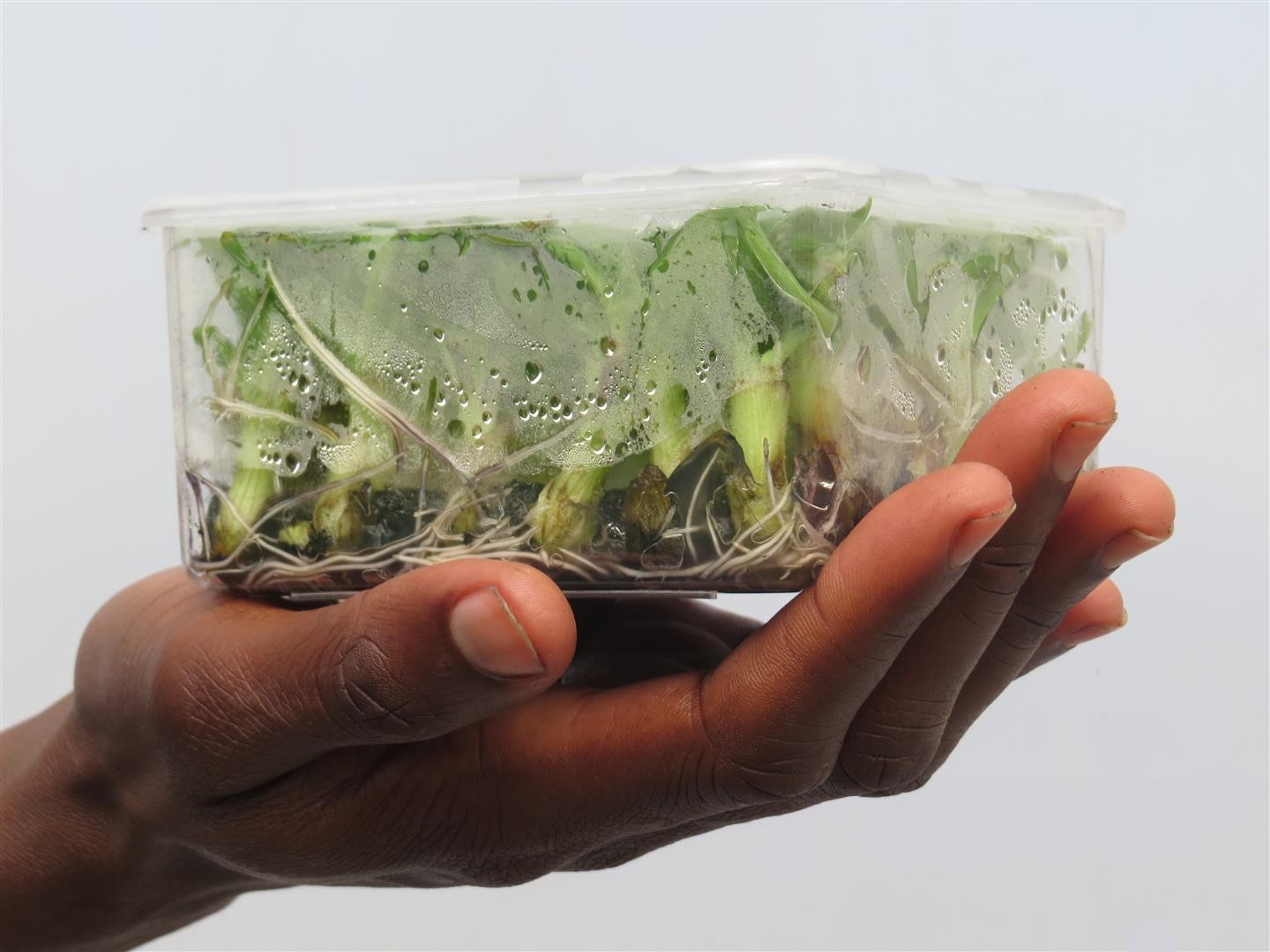 In-Vitro.jpg