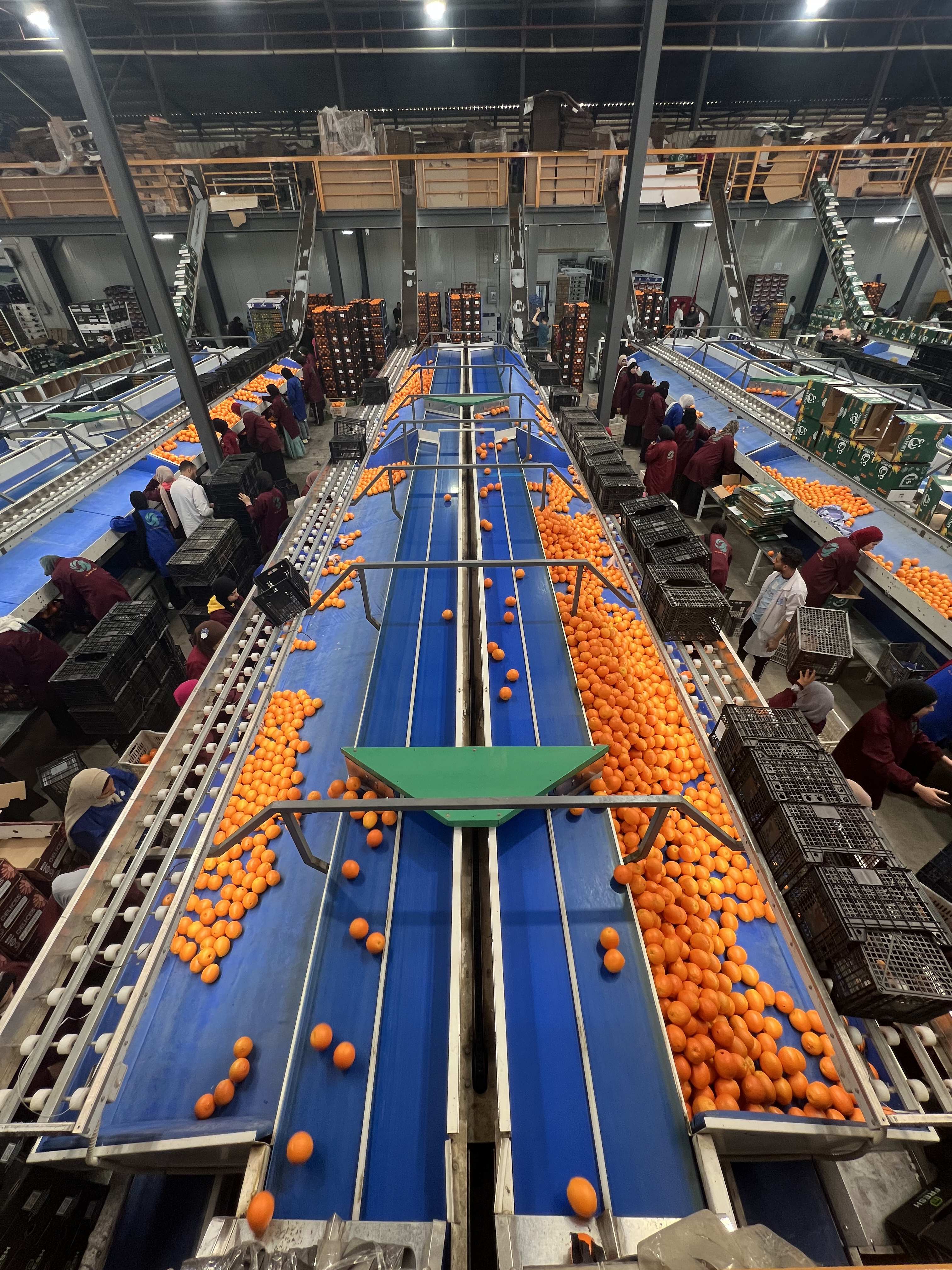 PEI Trade Oranges V (16).jpeg