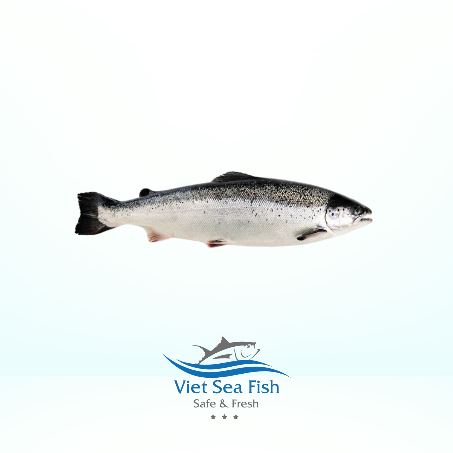 Atlantic Salmon.png