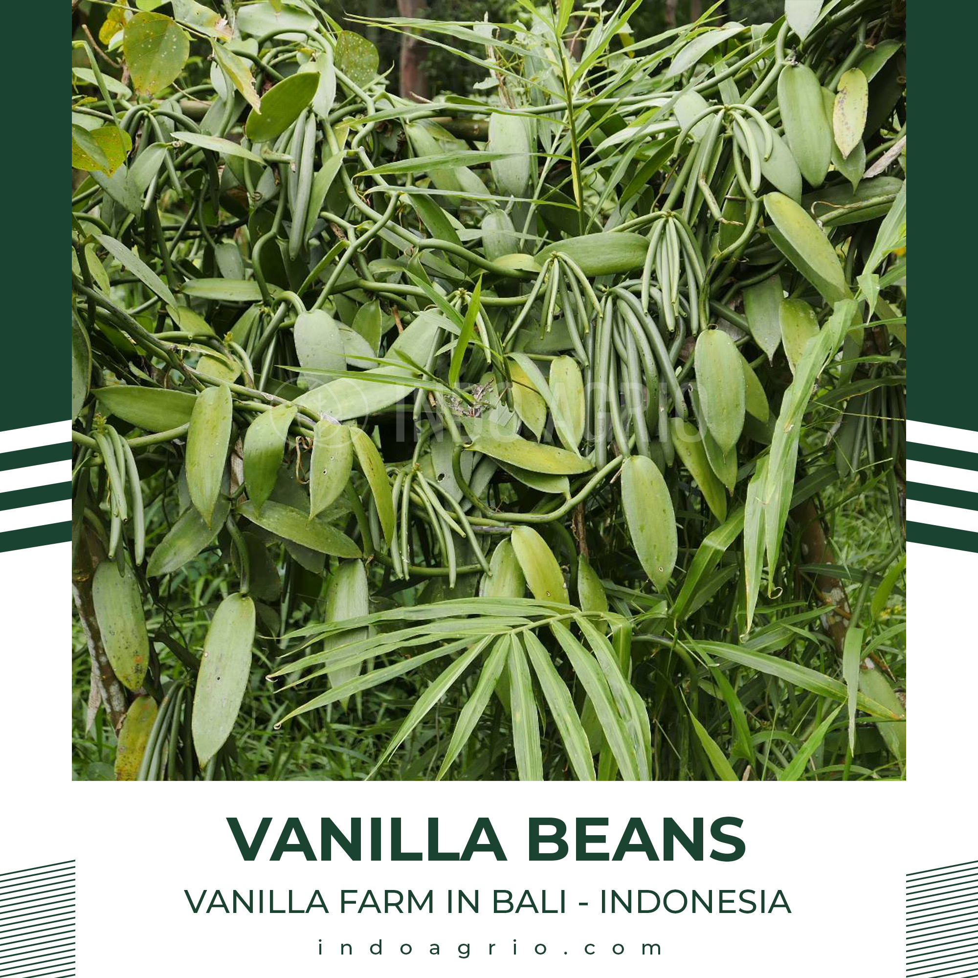 LINKEDIN-POST-VANILLA-BEANS-FARM-2.jpg