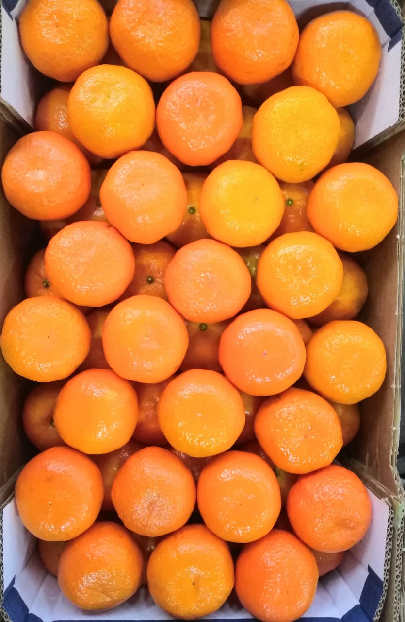 Mandarins-Egypt-Export-GreenAgro.jpeg