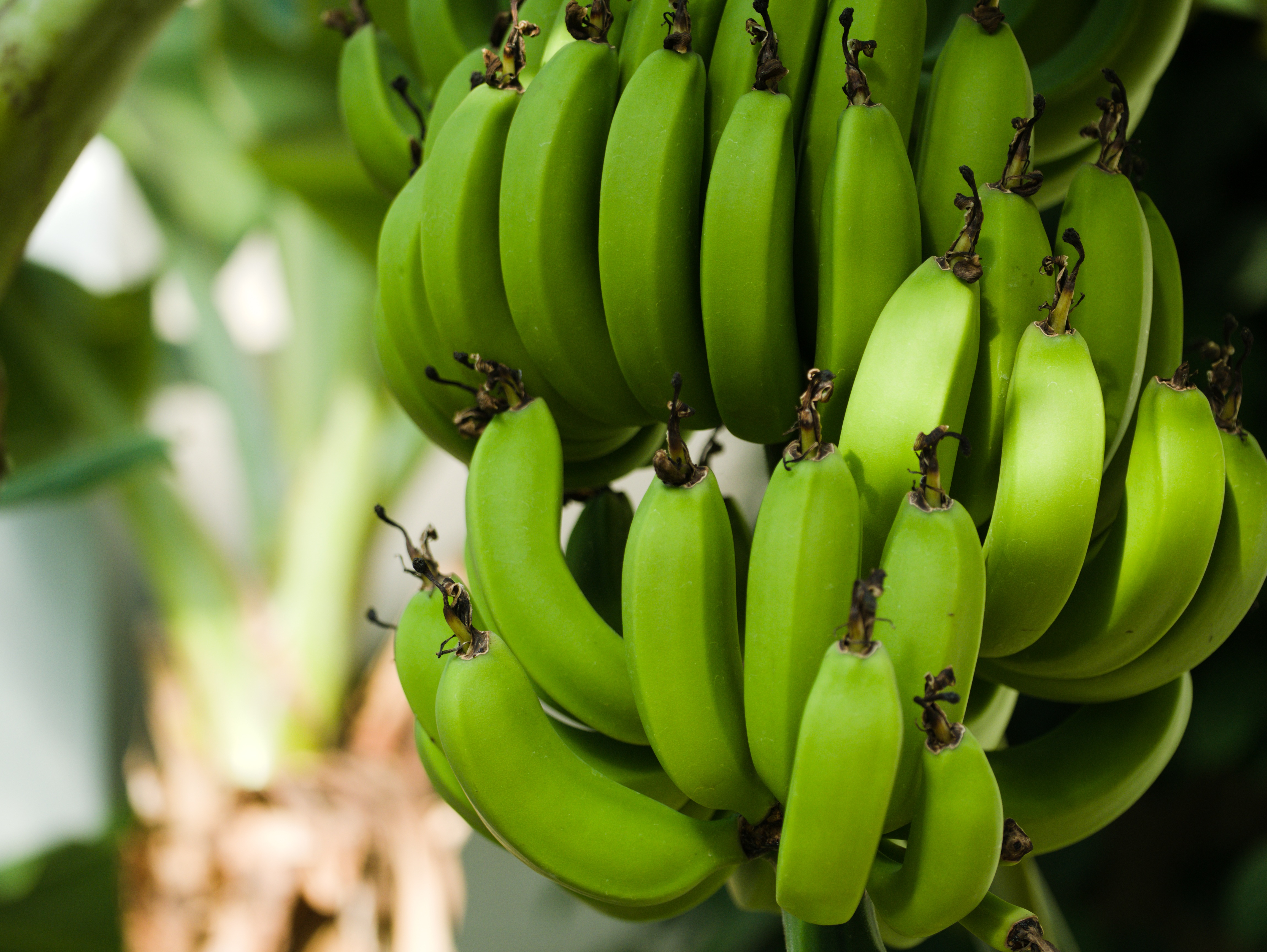 bananas-3528314.jpg