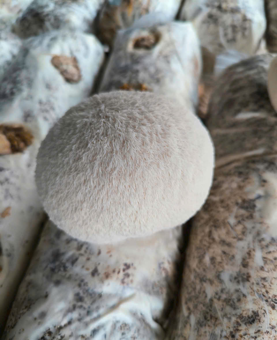 Lion's mane mushroom (2).jpg