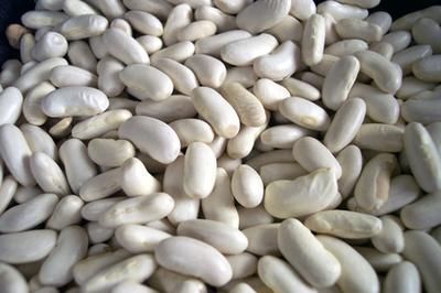 white kidney.jpg