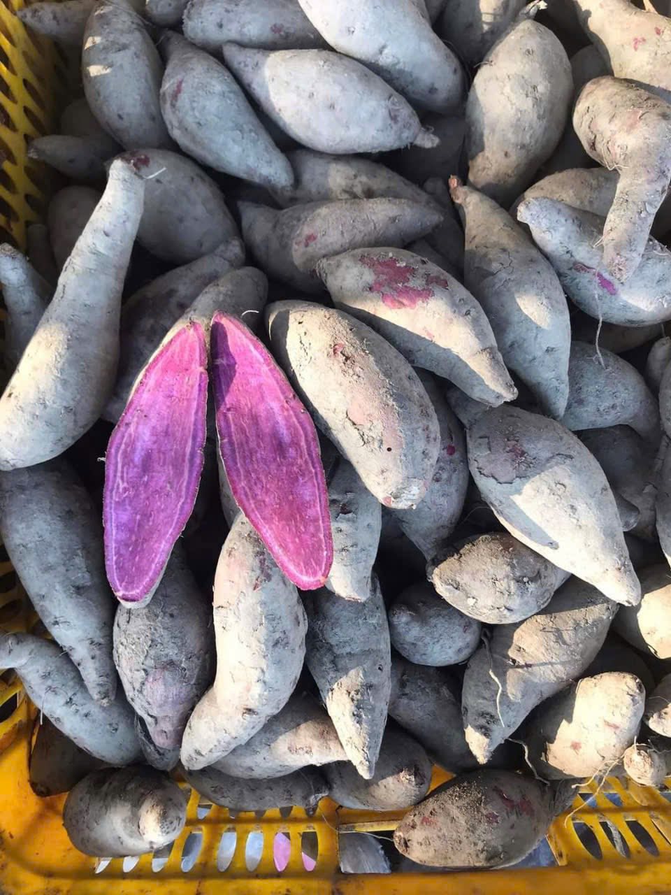 Purple_Sweet_Potatoes_KL_tim_4.jpg