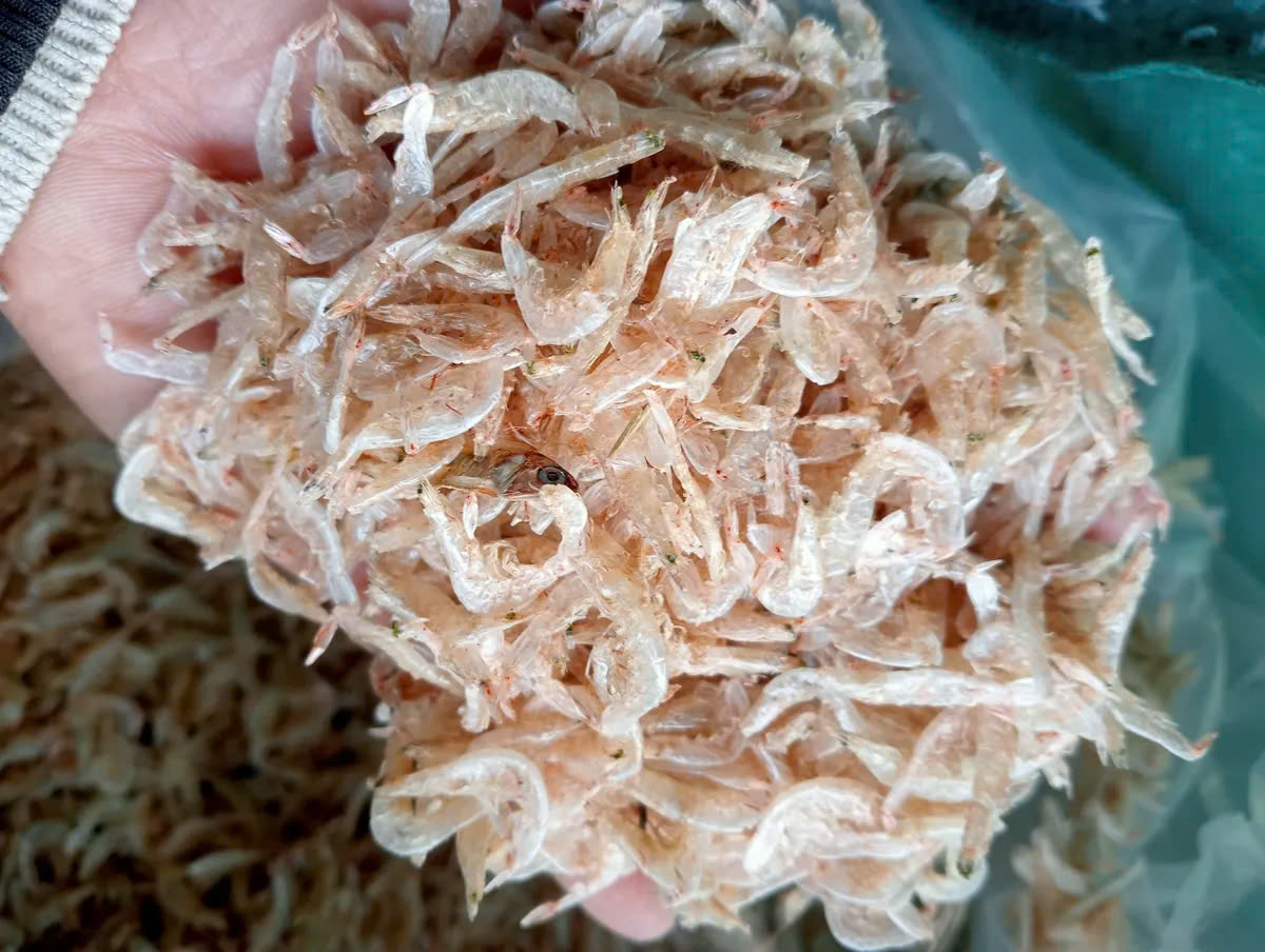 baby shrimp5.jpg