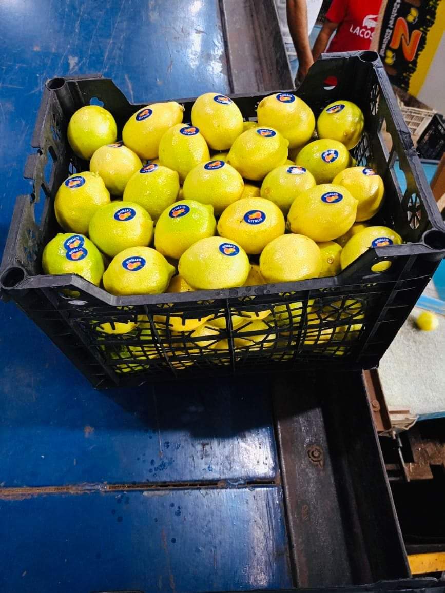 lemon_egypt@kodra-export_3.JPG