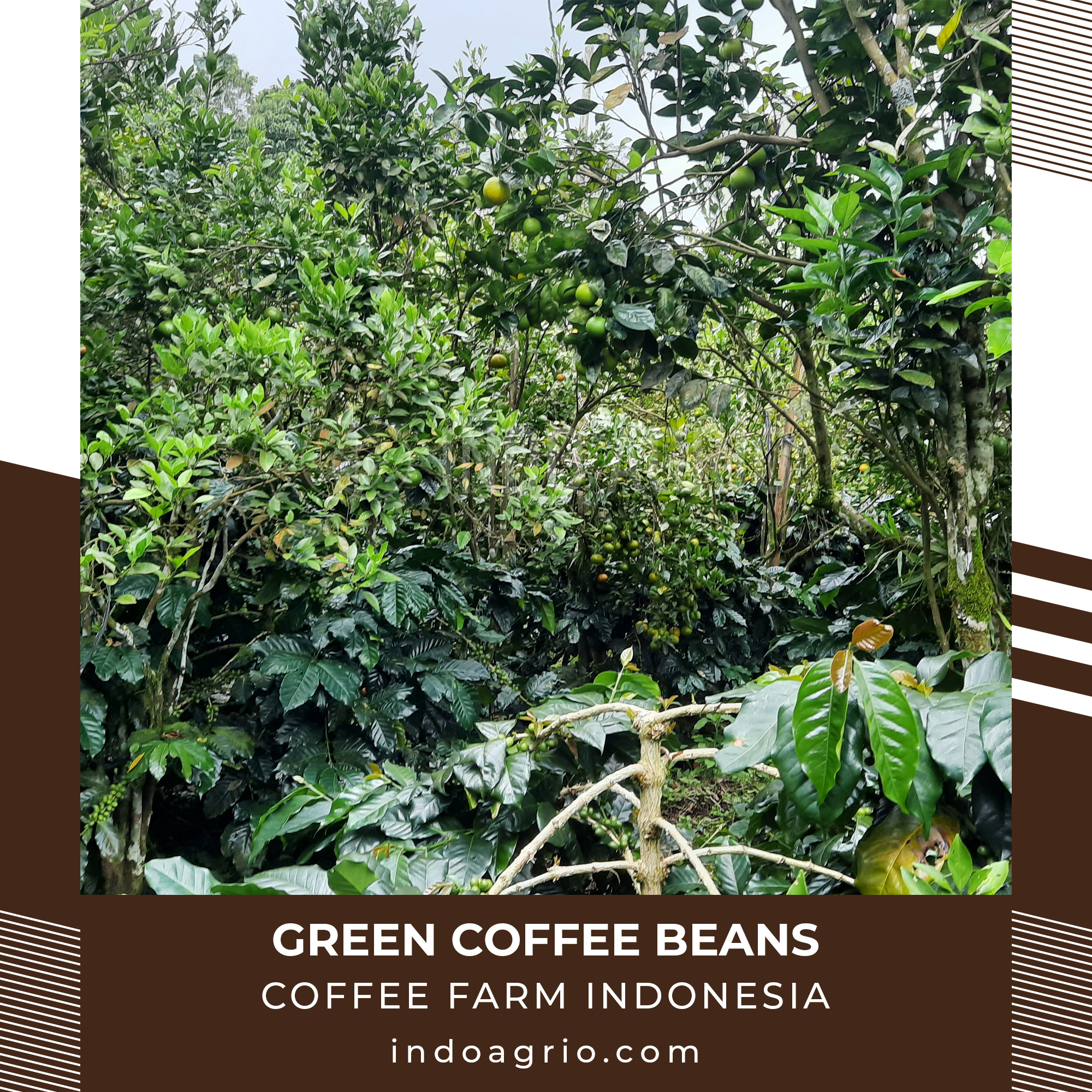 coffee-farm-indonesia.jpg