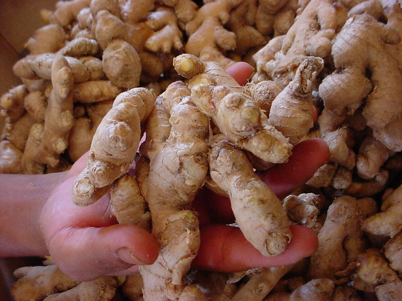 P. NATURAL 5.jpg