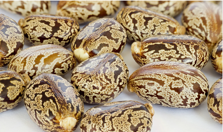Naanos Brazilian White Castor Seed 3.PNG