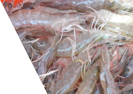 white-shrimp-panamapacificshrimp.png