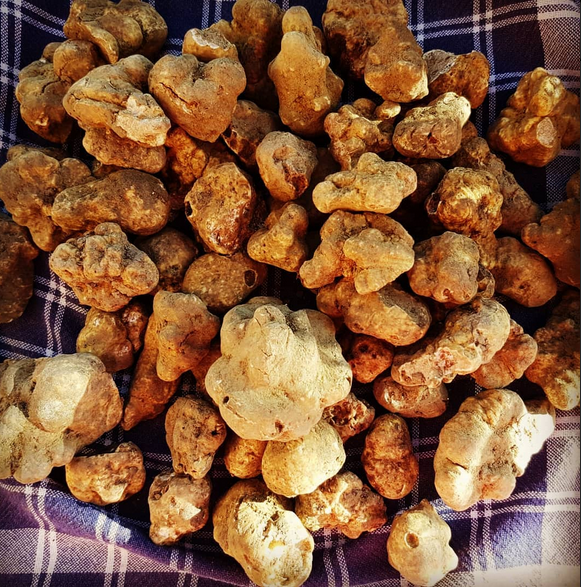 white truffle.png