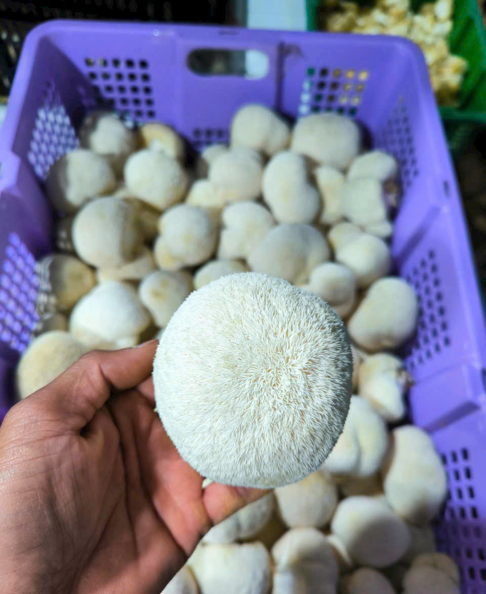 Lion's mane mushroom (4).jpg
