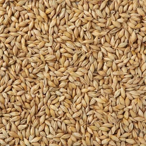 barley-500x500.jpg